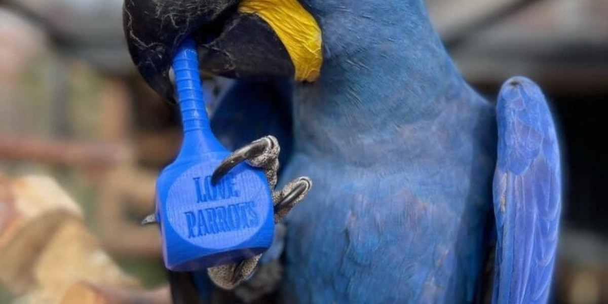 Catalina Macaw for Sale: A Guide to Owning This Vibrant Companion