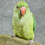 Sami Ullah Latif Profile Picture