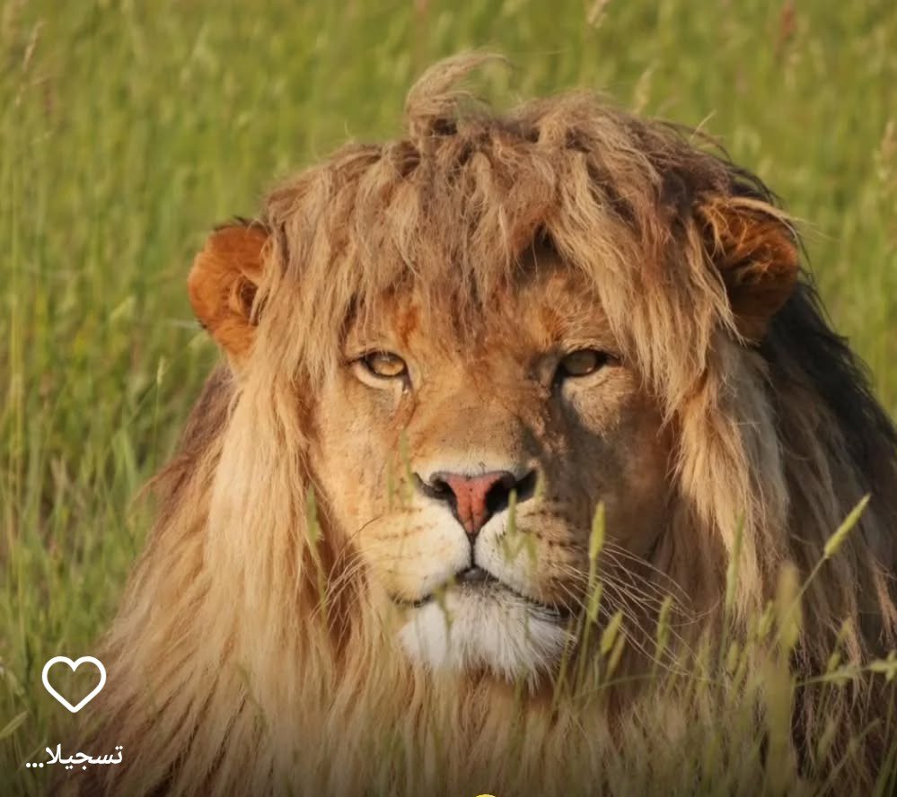 علي عباس كريدي Cover Image