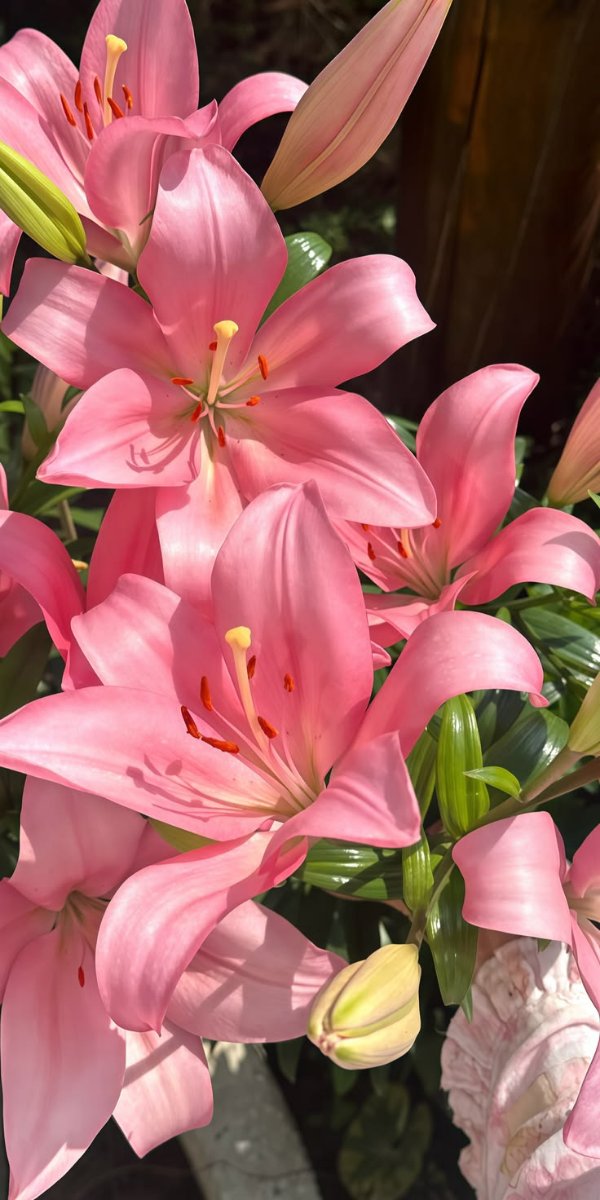 flower Lotus Cover Image